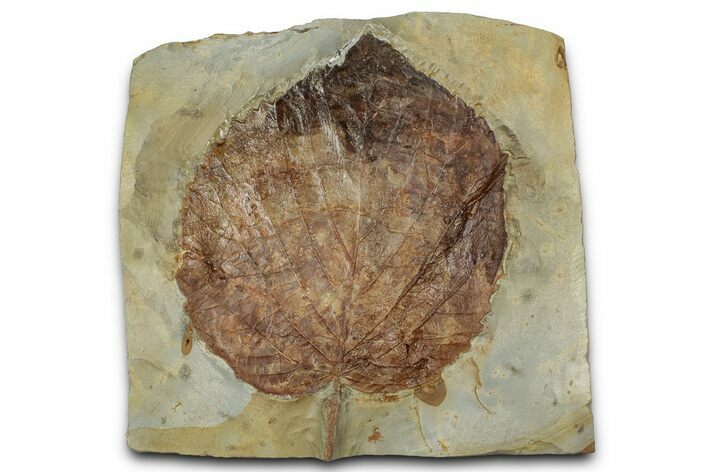 Paleocene Fossil Leaf (Davidia) - Montana #356514